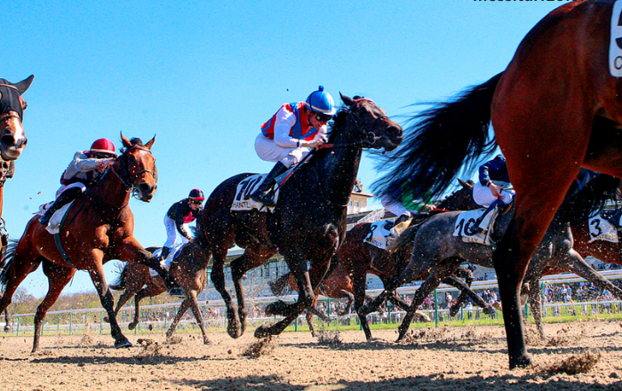 Elimination Des Chevaux