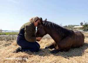 ÉLimination Des Chevaux