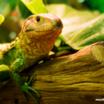 Optimal Pet Reptile Health: The Advantages of a Diverse Insect Diet