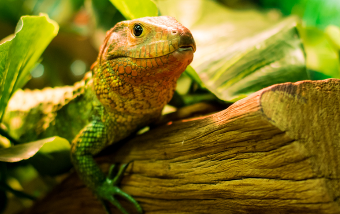 Optimal Pet Reptile Health: The Advantages of a Diverse Insect Diet