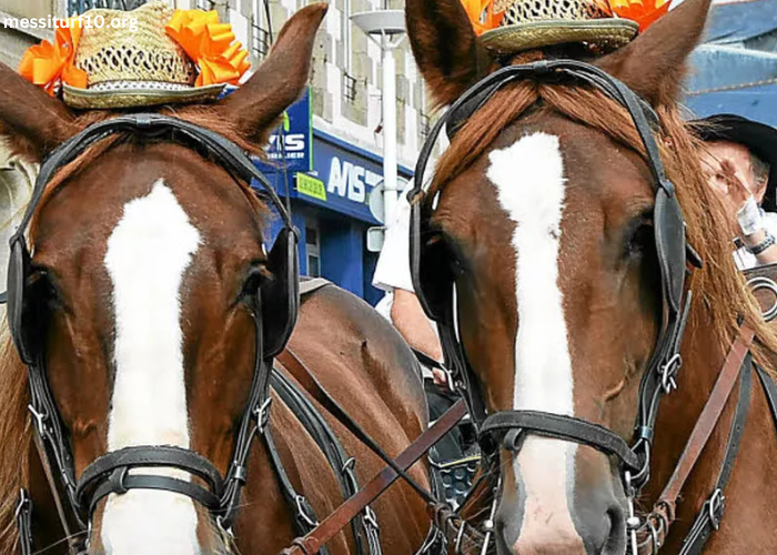 Trio 3 Chevaux