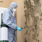 Latest Innovations in Cost-Effective Mold Remediation Solutions for Durham Homes