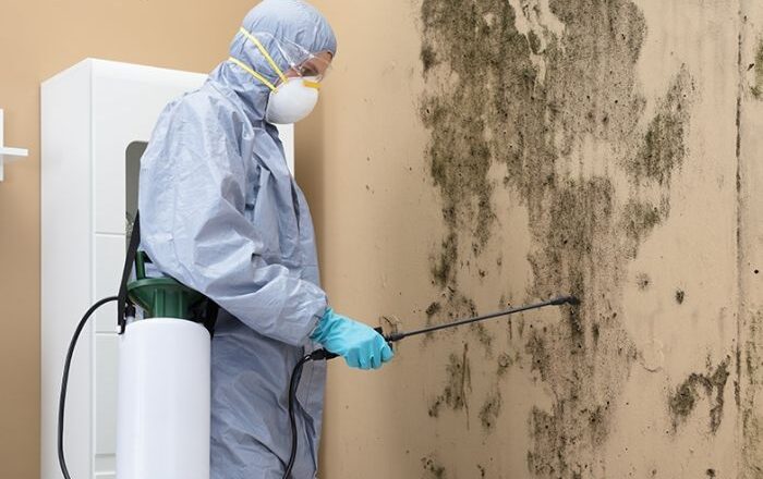 Latest Innovations in Cost-Effective Mold Remediation Solutions for Durham Homes