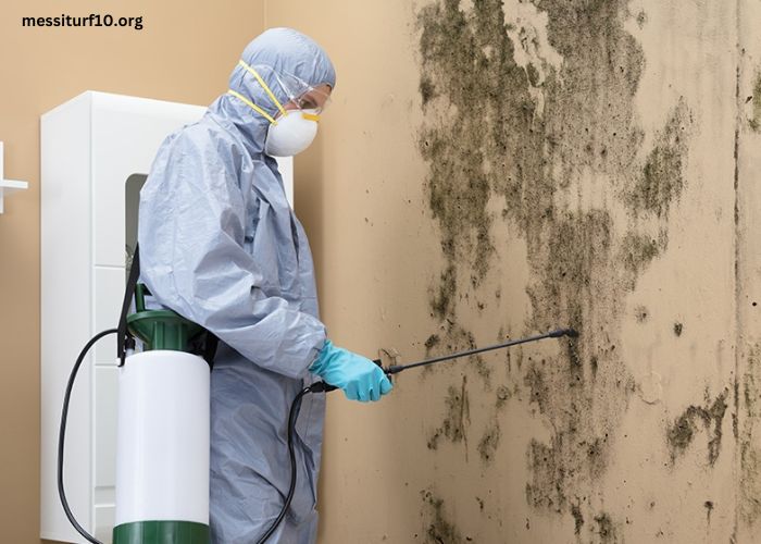 Latest Innovations in Cost-Effective Mold Remediation Solutions for Durham Homes