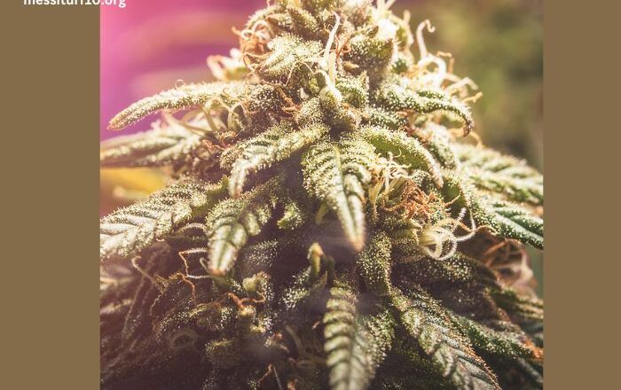 The Strongest CBD Flower Strains: Which Ones Pack the Most Punch?