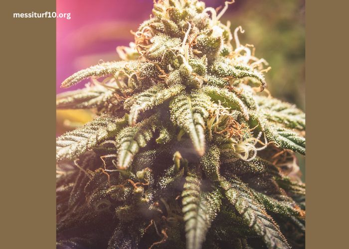 The Strongest CBD Flower Strains Which Ones Pack the Most Punch