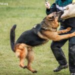 Wagging the Scales: Securing Justice with a Dog Bite Accident Lawyer