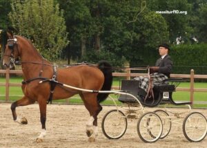 Cplemaire LA Voyeuse