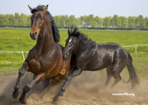 Les Interdits Au Tiercé