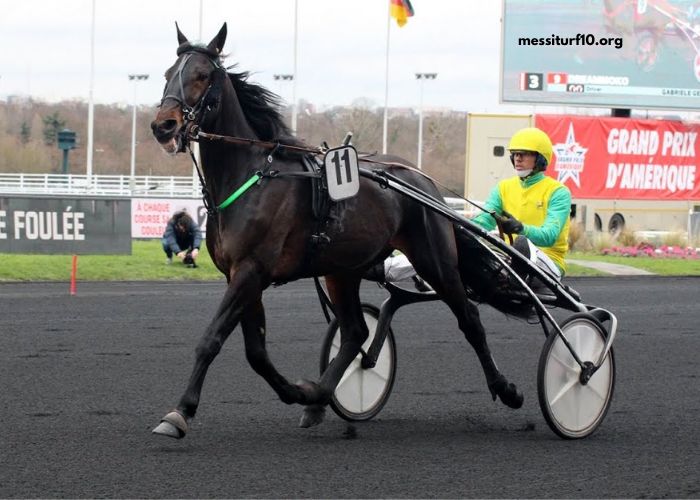 Dezcourse Couplé Incontournable